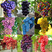 Mixed Colors Grape Seeds