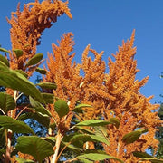 Orange Giant Amaranthus Seeds