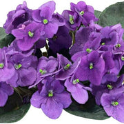 Violet African Violet Seeds