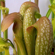Hooded Pitcher Seeds