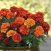 French Fireball Marigold Seeds