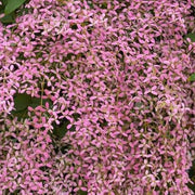 Shower Orchid Orchid Seeds
