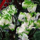 Green & White Cyclamen Seeds