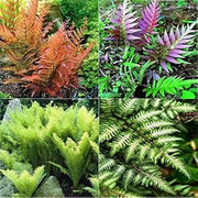 Mixed Color Fern Pteridophyta seeds - Flower Plant