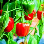 Red Bell Pepper Seeds