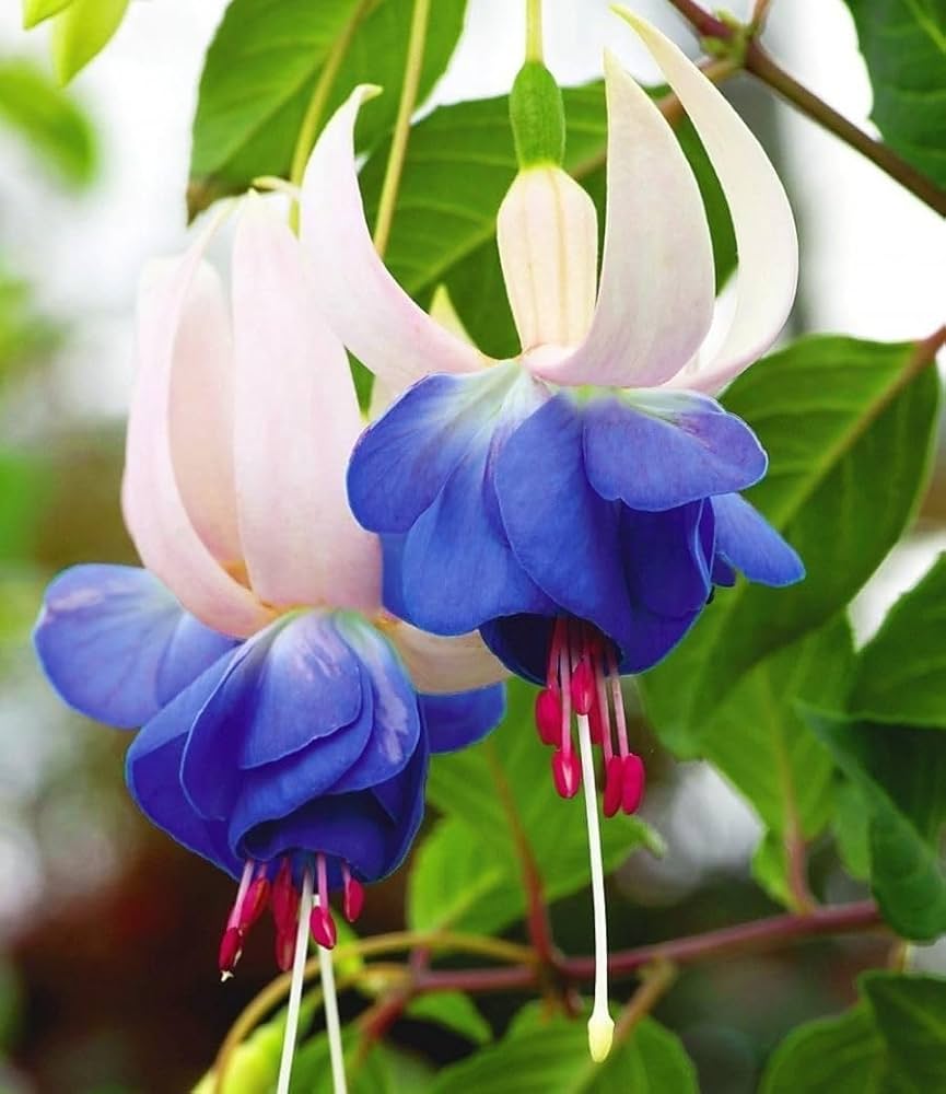 Blue Purple Fuchsia Seeds