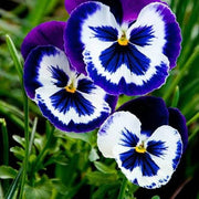 Blue & White Pansy Seeds