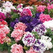 Petunia Seeds, Double Petal Light Violet
