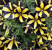 Black Yellow Petunia Seeds