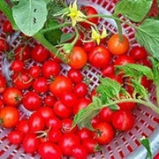 Everglades Tomato Seeds