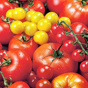Big Mixed Tomato Seeds