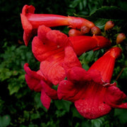 Hummingbird Trumpet Vine Seeds, Dark Red