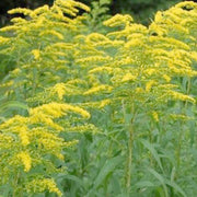 Wildflower Goldenrod Seeds