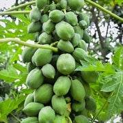 Mixed Papaya Seeds