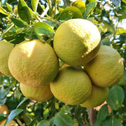 Ponderosa Lemon Seeds