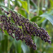 Black Sorghum Seeds
