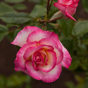 Vibrant Coral-Red Rose Seeds