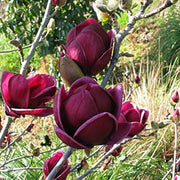 Yulan Tulip Magnolia Seeds