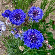 Classic Blue Cornflower Bachelor Buttons Seeds