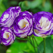 White & Blue Lisianthus Eustoma Seeds