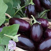 Dark Violet Eggplant Seeds