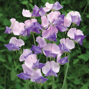 Lavender Sweet Pea Seeds