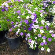 Brunfelsia Pauciflora Seeds