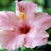 Pale Pink Hibiscus Seeds