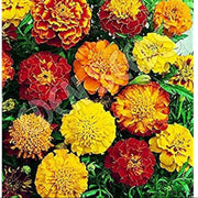 Jafri Marigold Seeds