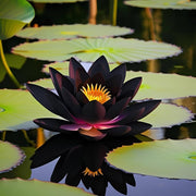 Black Lotus Seeds