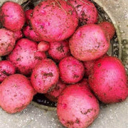 Dark Pink Potato Seeds