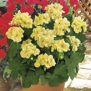 Yellow Japanese Geranium Seeds