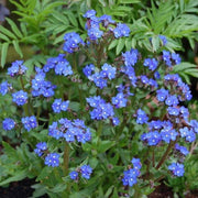 Blue Anchusa Seeds, Herbal