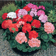 Pelargonium Geranium Seeds