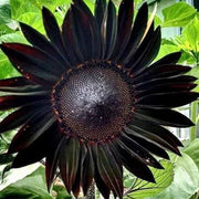 Deep Black Sunflower Seeds