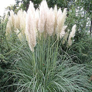 White Pampas Seeds