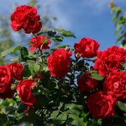Red Rose Seeds