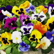 Giant Mix Pansy Seeds