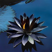 Black Lotus Seeds