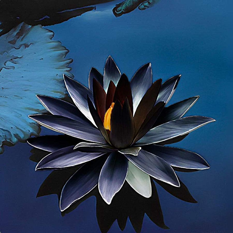 Black Lotus Seeds