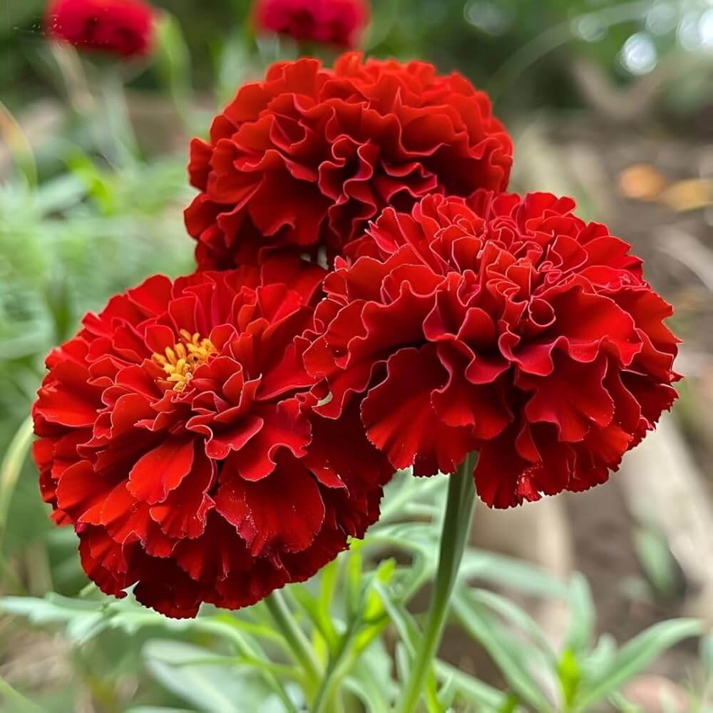 Red Crimson Marigold Seeds