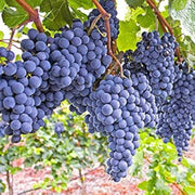 Dark Blue Grape Seeds