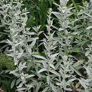 Silver Sagebrush Seeds, Herbal