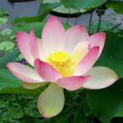 Giant Sacred Aquatic Lotus Seeds