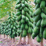 Thai Dwarf Papaya Seeds