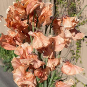 Brown Sweet Pea Seeds