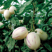 White Purple Pepino Seeds