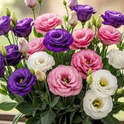 Premium Lisianthus Seeds