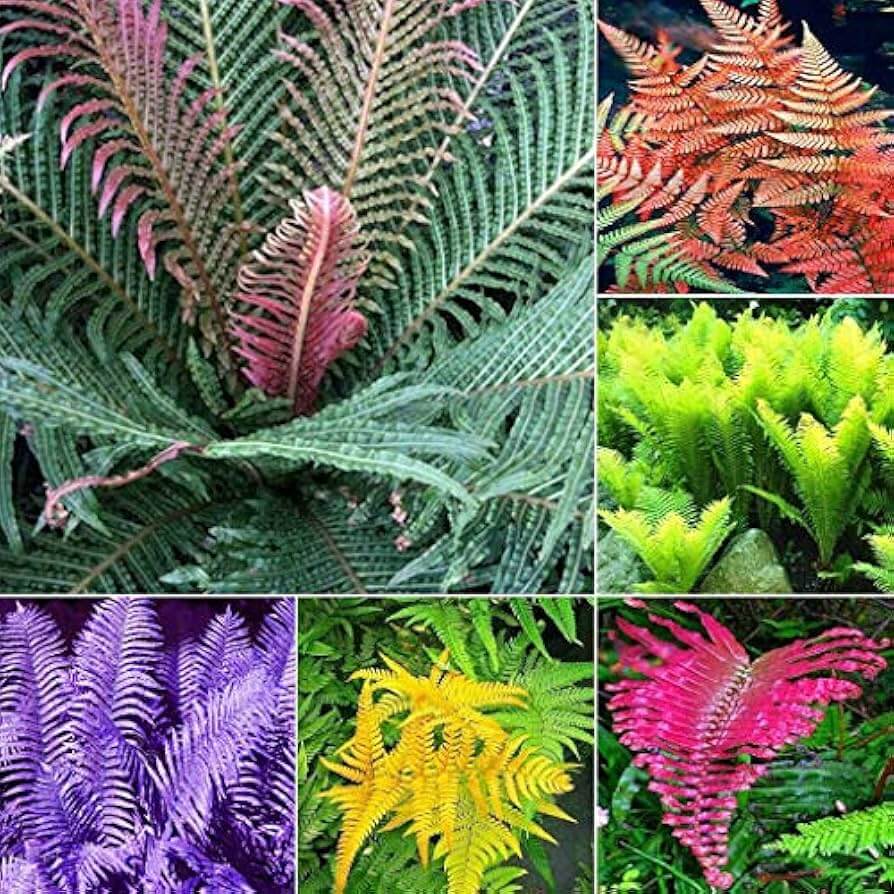 Mixed Color Fern Pteridophyta seeds - Flower Plant