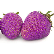 Purple Strawberry Seeds